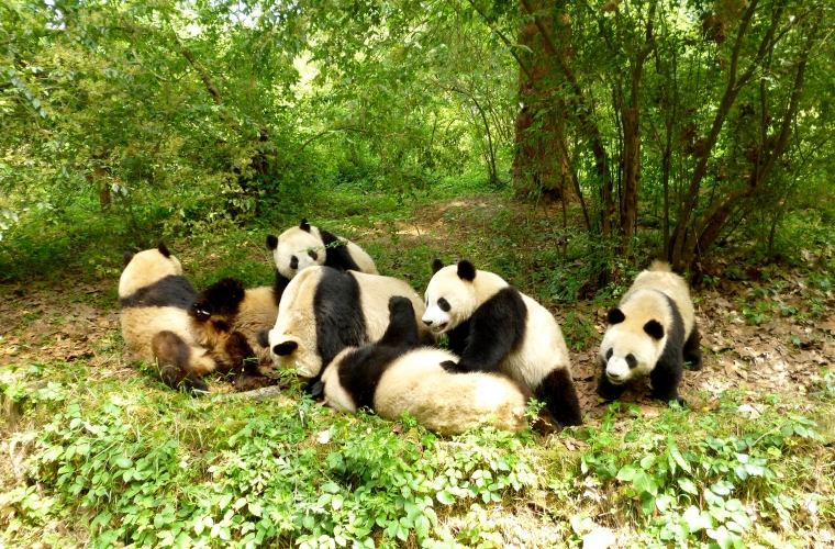 Chengdu-Chengdu-research-base-pandaungar
